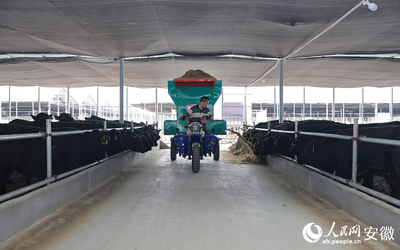 畜牧漁業飼料銷售與科學飼養的重要性