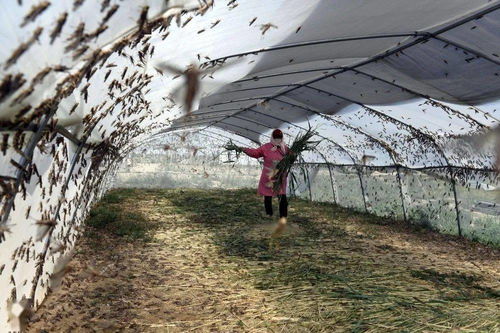 山東樂(lè)陵 螞蚱養(yǎng)殖助脫貧，畜牧漁業(yè)飼料銷售創(chuàng)新篇